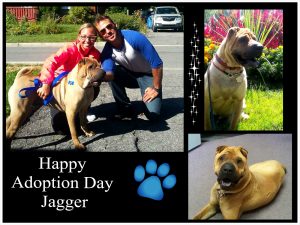 jagger-adoption-day